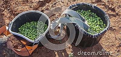 Fruit-gathering baskets with green olives Stock Photo