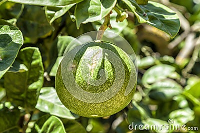 The fruit of a grapefruit hanging from the plant, at Kolymbetra Garden. Temples Valley. Agrigento, Sicily, Italy Stock Photo