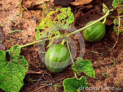 Fruit green Stock Photo