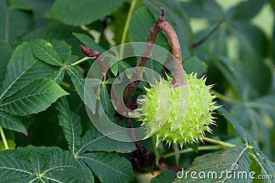 Fruit of the Horse Chestnut tree Stock Photo