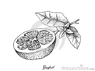 Hand Drawn of Grapefruit Fruit on White Background Vector Illustration