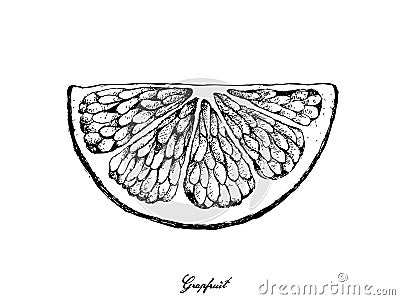 Hand Drawn of Grapefruit Fruit on White Background Vector Illustration