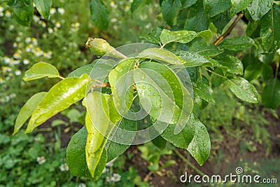 Fruit of immature pear on the branch of tree Stock Photo