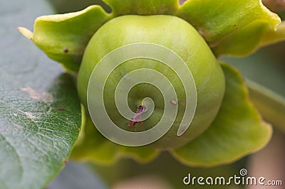 A fruit of the immature persimmon tree Stock Photo