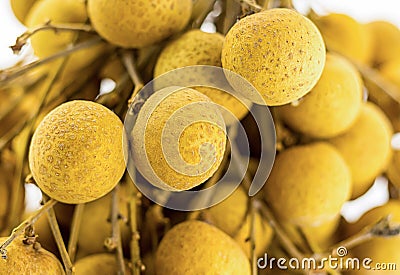 Fruit juicy mature covered with a thin yellow skin longan on a branch close-up, exotic fruits asia sweet Stock Photo