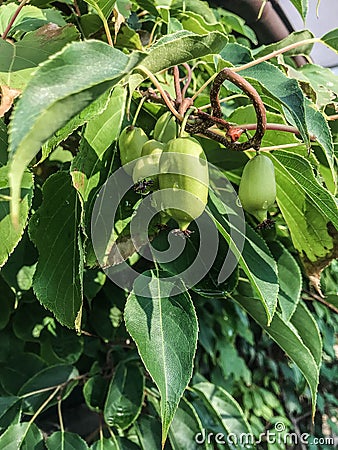 Fruit kiwi ripen on the tree in summer Stock Photo