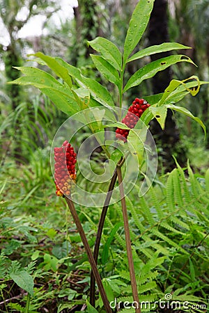 Fruit Konjac.Colorful Konjac fruit in nature Stock Photo