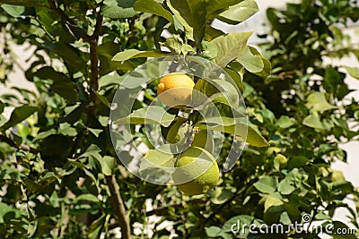 Fruit of lemon, on the branch. Bunches of fresh lemons on lemon tree Stock Photo