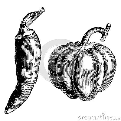 Fruit of Long and Round Capsicums vintage illustration Vector Illustration