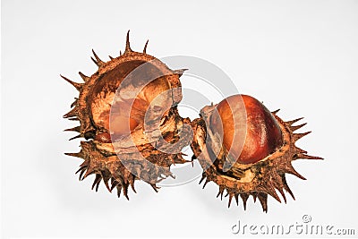 Fruit of a mature, wild, horse chestnut close-up on a white background. Stock Photo