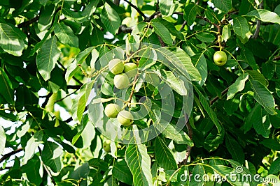 The fruit of the nut grows on the tree Stock Photo