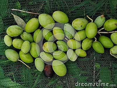 The olive fruit (Olea europaea) Stock Photo