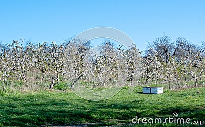 Fruit orchard with bee hives for pollination Stock Photo