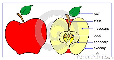 Fruit parts Vector Illustration