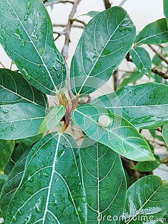 Fruit plant in La Sung Vietnam Stock Photo