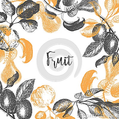 Fruit Plum apple pear design template. Hand drawn vector illustrations, stamps, prints. Engraved style different types Vector Illustration