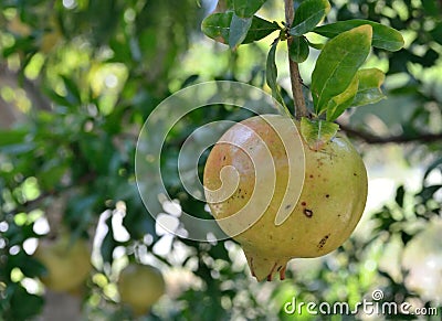 The fruit of a pomegranate tree sings on a branch Stock Photo
