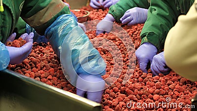 Fruit processing plant, in the cold, frozen raspberries Stock Photo