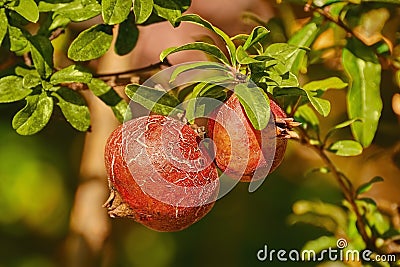 Fruit of Punica Granatum Stock Photo