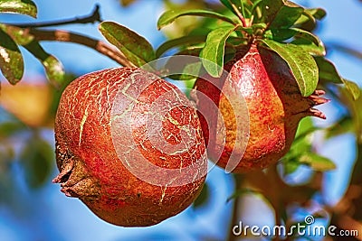 Fruit of Punica Granatum Stock Photo