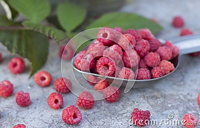 Fruit raspberries in the metallic spoon Stock Photo