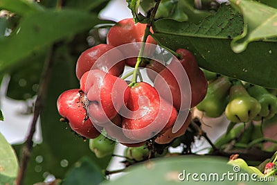 Fruit Red water very sweet and fresh Stock Photo