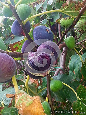 Fruit satisfaction, fig tree sweet fruit sea treat, figs before picking Stock Photo