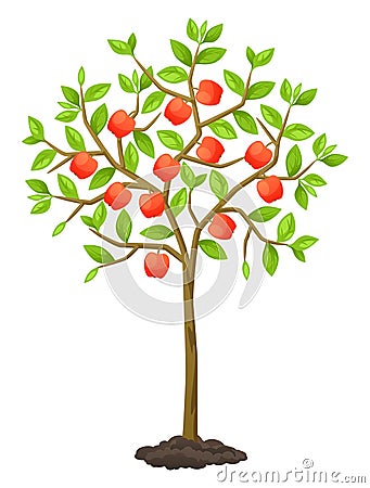 Fruit tree with apples. Illustration for agricultural booklets, flyers garden Vector Illustration