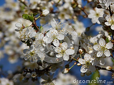 Branch with white flowers and buds of fruit tree European plum Prunus domestica blossoming in spring garden Stock Photo