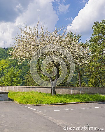 Fruit tree Stock Photo