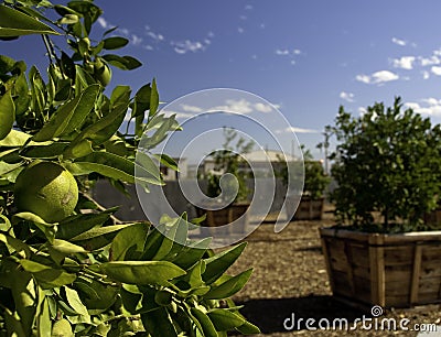 Fruit Trees Stock Photo