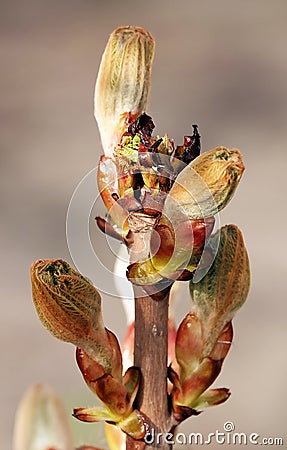 Fruit trees bloom in spring Stock Photo