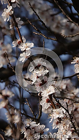 Fruit trees bloom in spring Stock Photo
