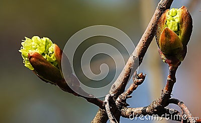 Fruit trees bloom in spring Stock Photo