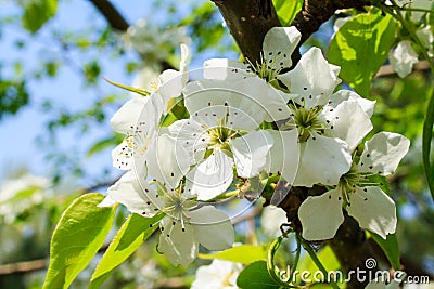 The fruit trees blossom Stock Photo