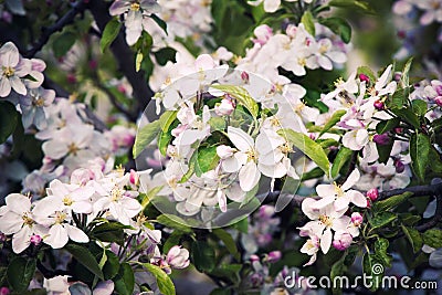 Fruit trees blossom Stock Photo