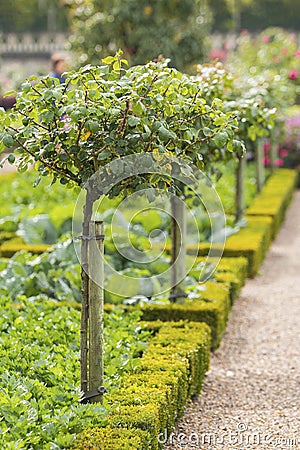 Green fruit trees in a French vegetable garden in Chateau de Villandry, Loire Valley. Stock Photo