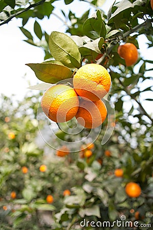 Fruit trees, gardens, orange tree Stock Photo