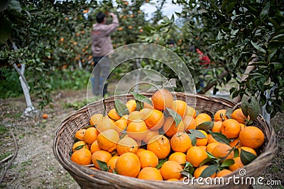 Fruit trees, gardens, orange tree Stock Photo