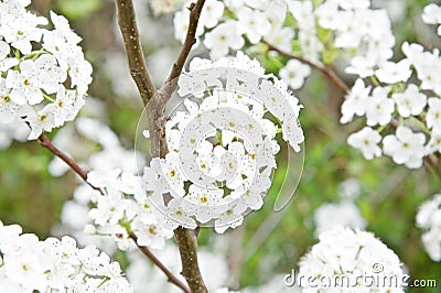 Fruit Trees in an Orchard Stock Photo