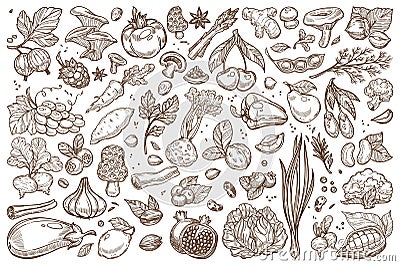 Fruit and vegetables monochrome sepia sketches big set Vector Illustration