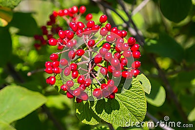 The fruit Viburnum lantana. Is an green at first, turning red, then finally black, wayfarer or wayfaring tree is a Stock Photo