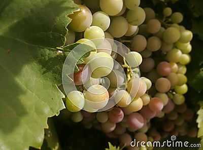 Agricultural industry EU. Fruit of the vine, bunch of Spanish black grape close up. Stock Photo