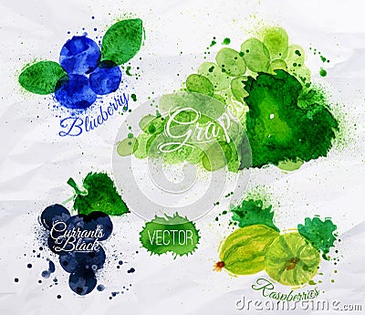 Fruit watercolor blueberry, grapes, currants black Vector Illustration