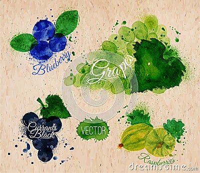 Fruit watercolor blueberry, grapes, currants black Vector Illustration