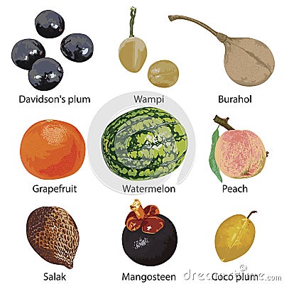 Fruit on white background Vector Illustration