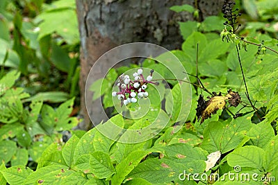 Fruits of white baneberry look like doll's eyes in New Hampshire Stock Photo