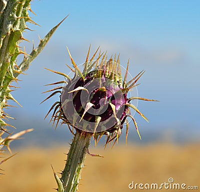 Fruit of wild thistle onopordum carduelium Stock Photo