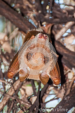 Fruitbat Resting Stock Photo