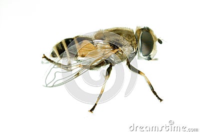 Fruitfly Stock Photo